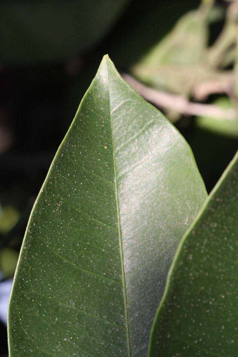            Margin (Riverside, CA)   